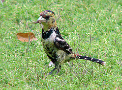 Trachyphonus vaillantii