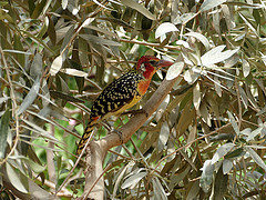 Trachyphonus erythrocephalus