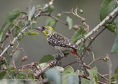 Trachyphonus margaritatus