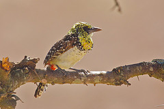 Trachyphonus darnaudii