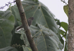 Prodotiscus insignis