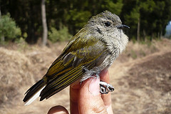 Prodotiscus zambesiae