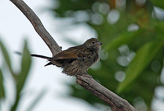 Indicator willcocksi