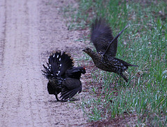 Falcipennis canadensis