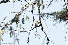 Indicator meliphilus