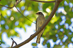 Indicator variegatus