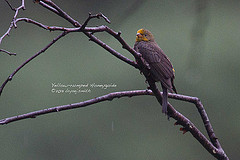 Indicator xanthonotus