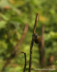 Picumnus innominatus