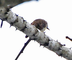 Picumnus nigropunctatus