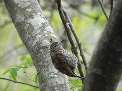 Picumnus squamulatus