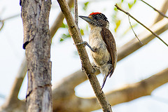 Picumnus spilogaster