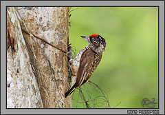 Picumnus minutissimus