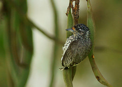 Picumnus dorbignyanus