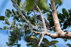 Picumnus albosquamatus