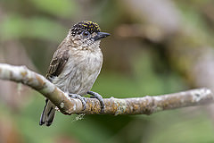 Picumnus granadensis