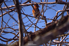 Picumnus cinnamomeus