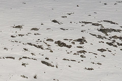 Lyrurus mlokosiewiczi