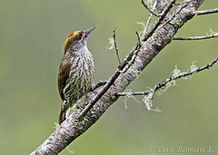 Nesoctites micromegas