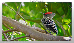 Hemicircus concretus