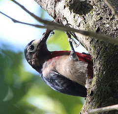Melanerpes portoricensis