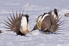 Centrocercus urophasianus