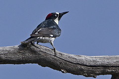 Melanerpes formicivorus