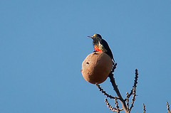 Melanerpes cruentatus