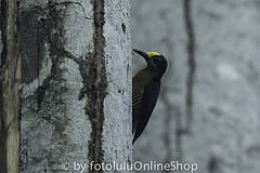 Melanerpes chrysauchen