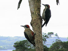 Melanerpes pucherani