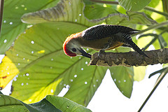 Melanerpes radiolatus