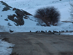 Centrocercus minimus