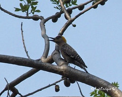 Melanerpes chrysogenys