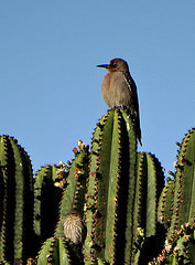 Melanerpes hypopolius