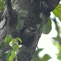 Melanerpes rubricapillus