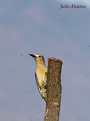 Melanerpes uropygialis