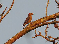 Melanerpes santacruzi