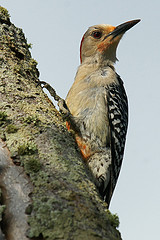 Melanerpes carolinus
