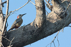 Melanerpes superciliaris