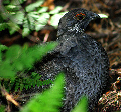 Dendragapus obscurus