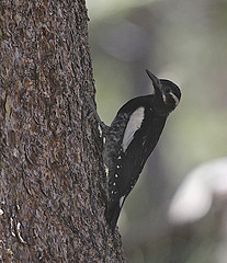 Sphyrapicus thyroideus