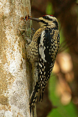 Sphyrapicus varius