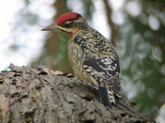 Sphyrapicus nuchalis