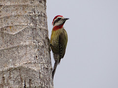 Xiphidiopicus percussus