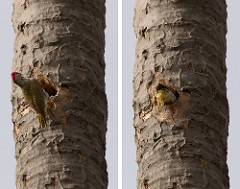 Campethera punctuligera