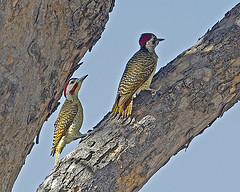 Campethera bennettii