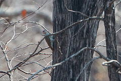 Campethera scriptoricauda