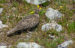 Dendragapus fuliginosus