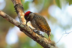 Campethera cailliautii