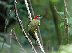 Campethera tullbergi