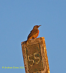 Geocolaptes olivaceus